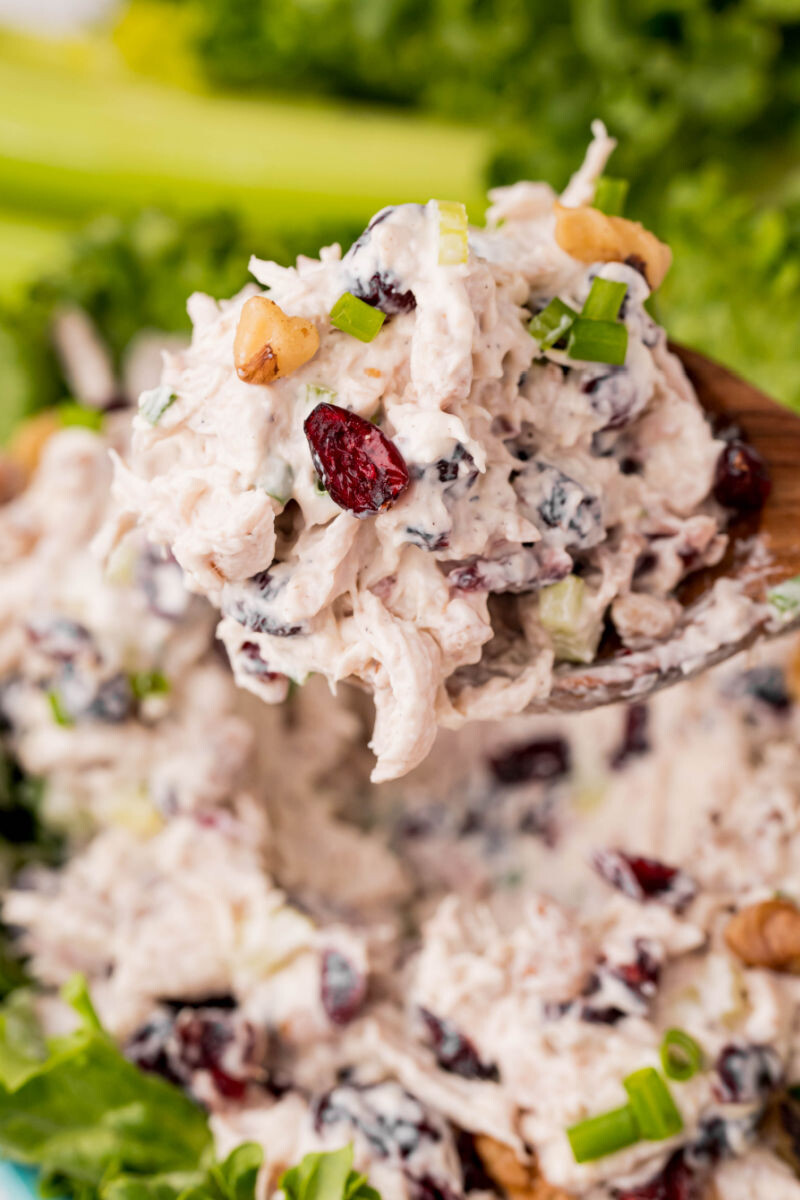 closeup of a spoonful of walnut & cranberry chicken salad over the bowl
